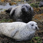 Skye Seals